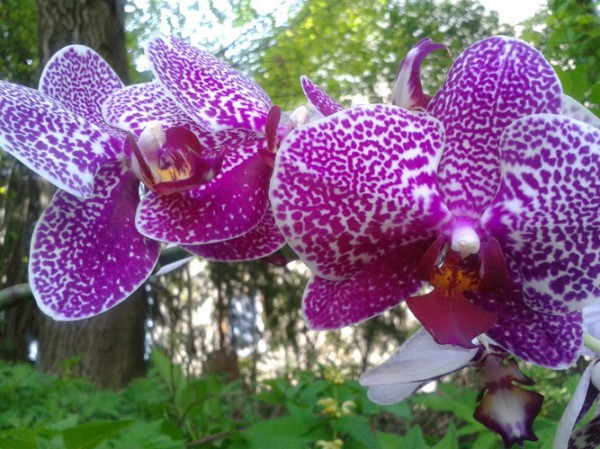 wilde_orchideen_5