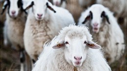 Kommisar Engel und die Politik der Schafe