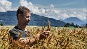 Bio-Landwirt Manfred Eisl inmitten seines Laufener Landweizen-Feldes. (Foto: ANL)