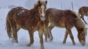Haflinger Pferde im Schnee - Eder Kurt