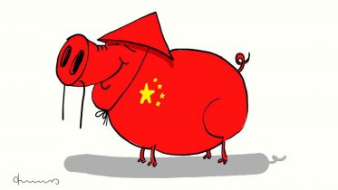 China Schwein