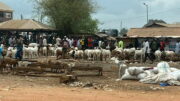 Viehmarkt in Nigeria