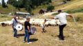 In den Pausen beim Schafscheren wurde zu traditioneller Musik getanzt