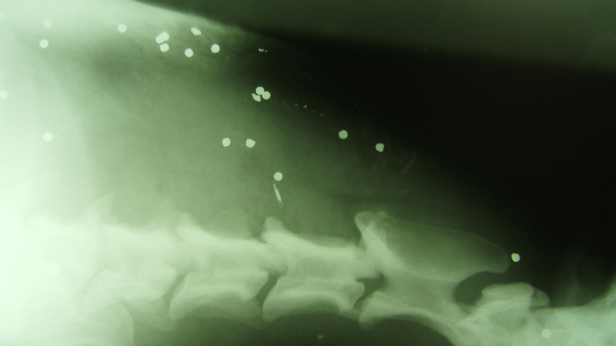 Schrotkörner über der Wirbelsäule - Jagdunfall bei einem Hund | Foto: Karl Trainti…</p><p>Visits: 10</p>	</div>
	<div id=