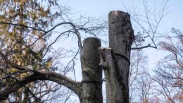 Baumschnitt im Minnesheimpark