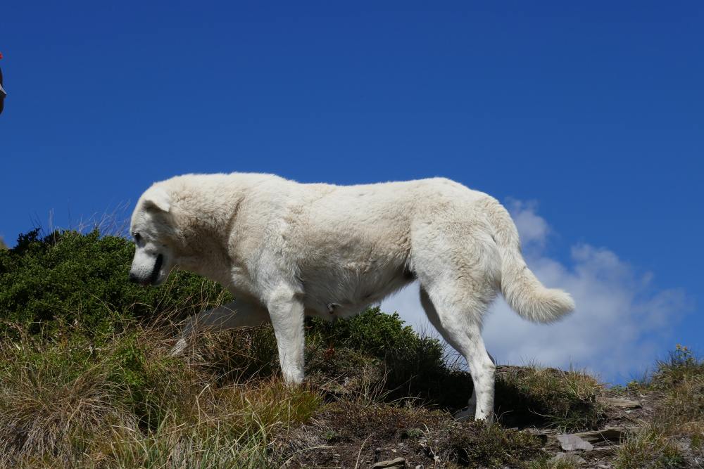 Herdenschutzhund