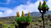 Hochplateu Mt. Elgon